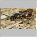 Nomada fuscicornis Wespenbiene - w01b 6-7mm - Teverener Heide det.jpg